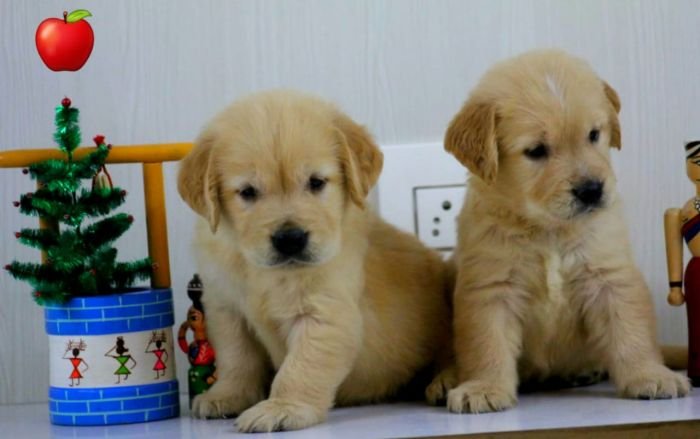 DogsIndia.com - Golden Retriever - Apple Kennels