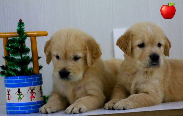 DogsIndia.com - Golden Retriever - Apple Kennels