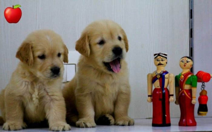 DogsIndia.com - Golden Retriever - Apple Kennels