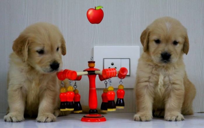 DogsIndia.com - Golden Retriever - Apple Kennels