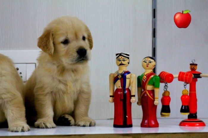 DogsIndia.com - Golden Retriever - Apple Kennels
