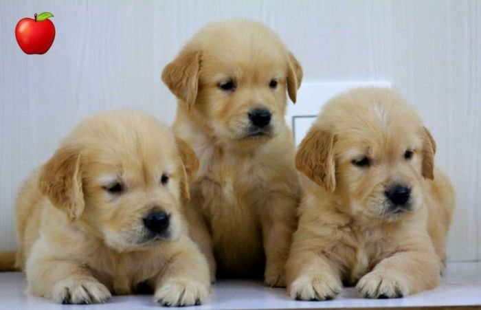 DogsIndia.com - Golden Retriever - Apple Kennels
