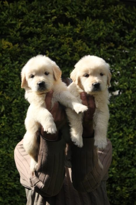 DogsIndia.com Golden Retriever Apple Kennels