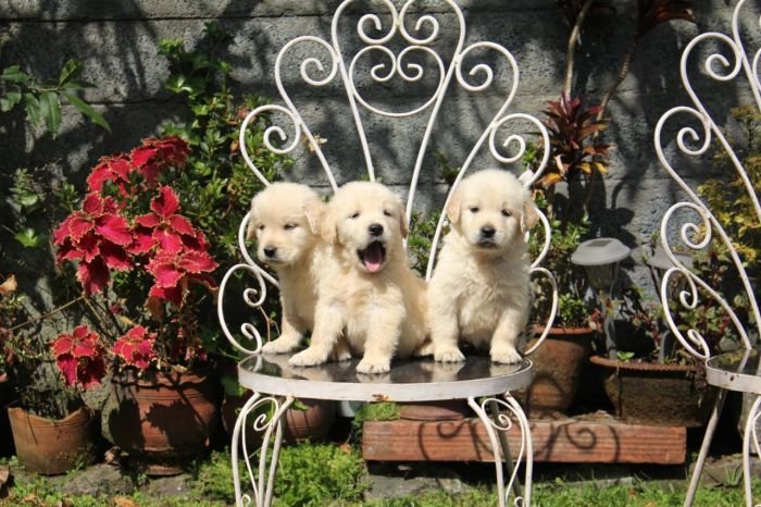 DogsIndia.com Golden Retriever Apple Kennels