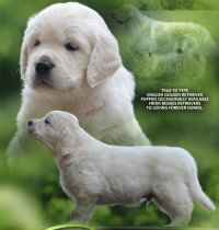 DogsIndia.com - Golden Retriever - Bessies