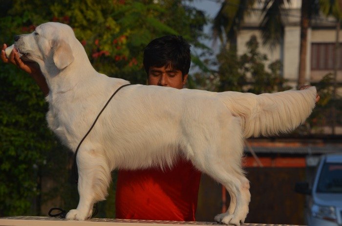 DogsIndia.com - Golden Retriever- Muchana