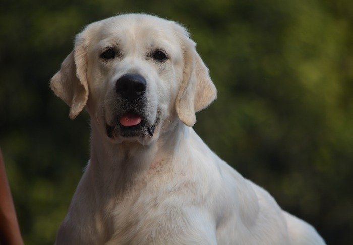DogsIndia.com - Golden Retriever- Muchana