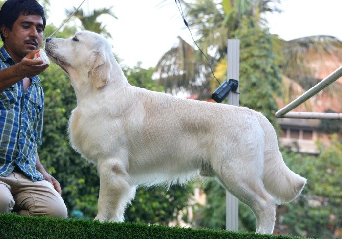 DogsIndia.com - Golden Retriever- Muchana