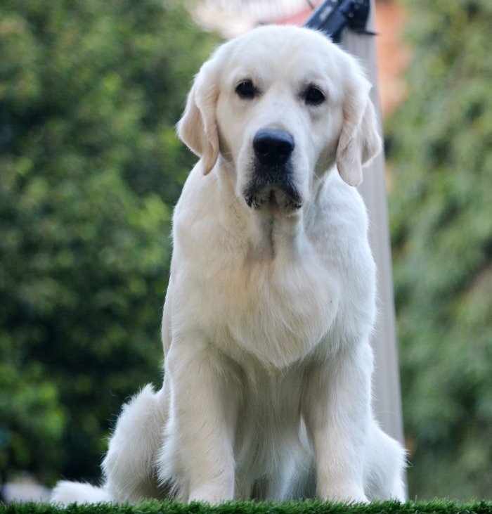 DogsIndia.com - Golden Retriever- Muchana