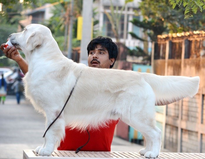 DogsIndia.com - Golden Retriever- Muchana