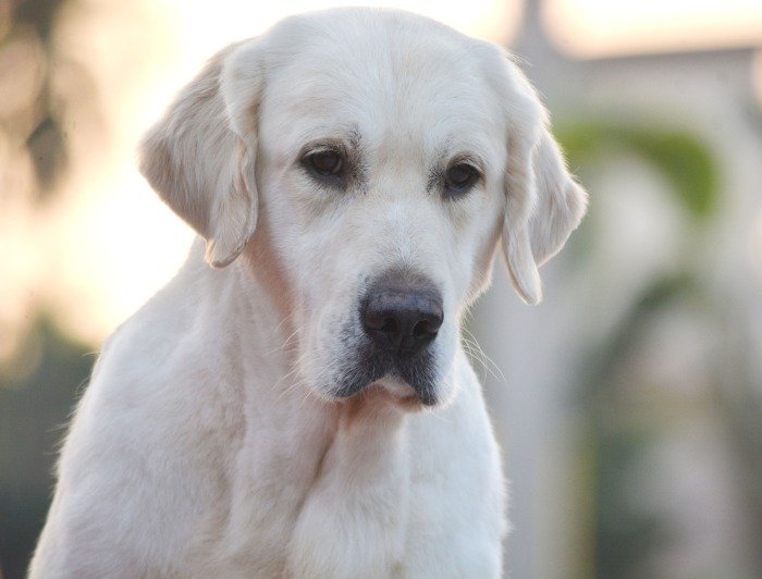 DogsIndia.com - Golden Retriever- Muchana