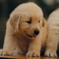 DogsIndia.com - Golden Retriever - Bharath Gowda