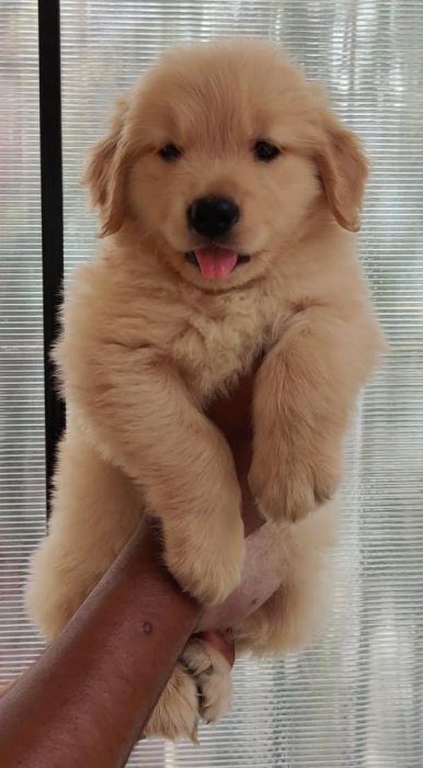 DogsIndia.com - Golden Retriever - Bharath Gowda