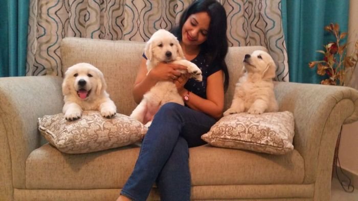 DogsIndia.com - Golden Retriever - Chiming Bells