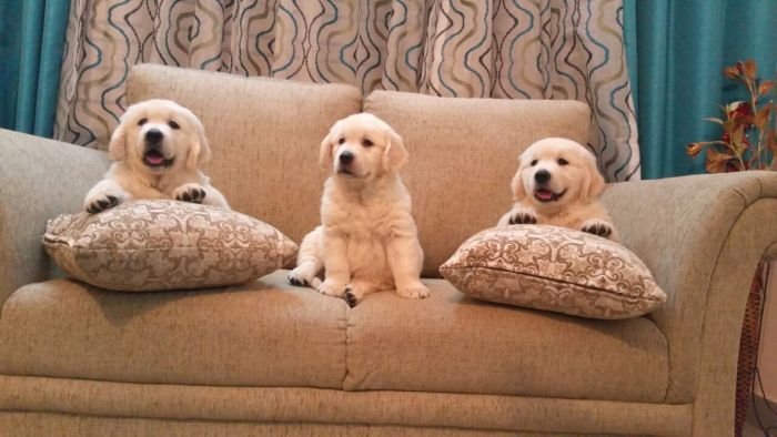 DogsIndia.com - Golden Retriever - Chiming Bells