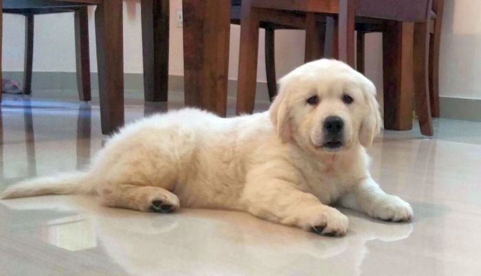 DogsIndia.com - Golden Retriever - Chiming Bells