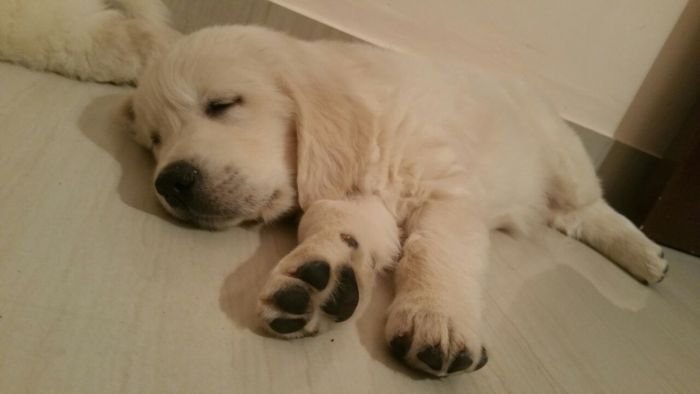 DogsIndia.com - Golden Retriever - Chiming Bells