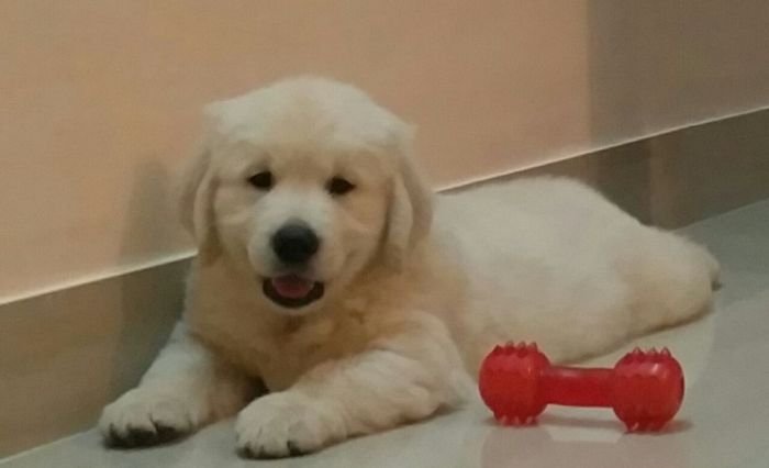 DogsIndia.com - Golden Retriever - Chiming Bells