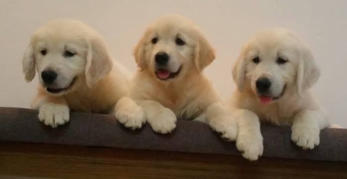 DogsIndia.com - Golden Retriever - Chiming Bells