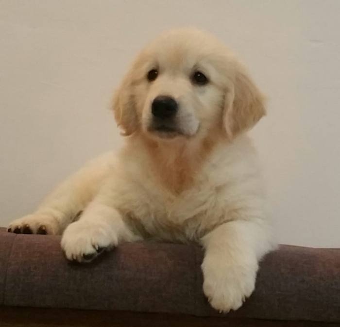DogsIndia.com - Golden Retriever - Chiming Bells