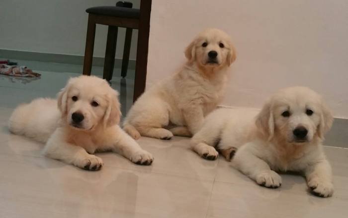 DogsIndia.com - Golden Retriever - Chiming Bells
