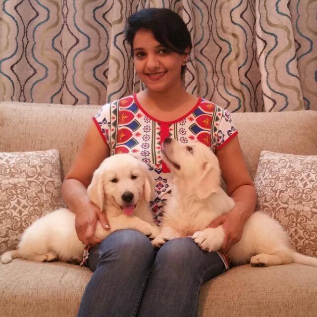 DogsIndia.com - Golden Retriever - Chiming Bells