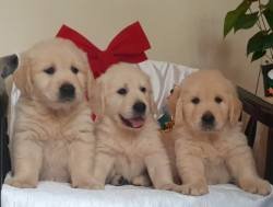 DogsIndia.com - Golden Retriever - Chiming Bells