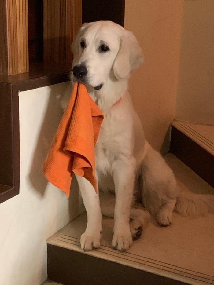 DogsIndia.com - Golden Retriever - Chiming Bells