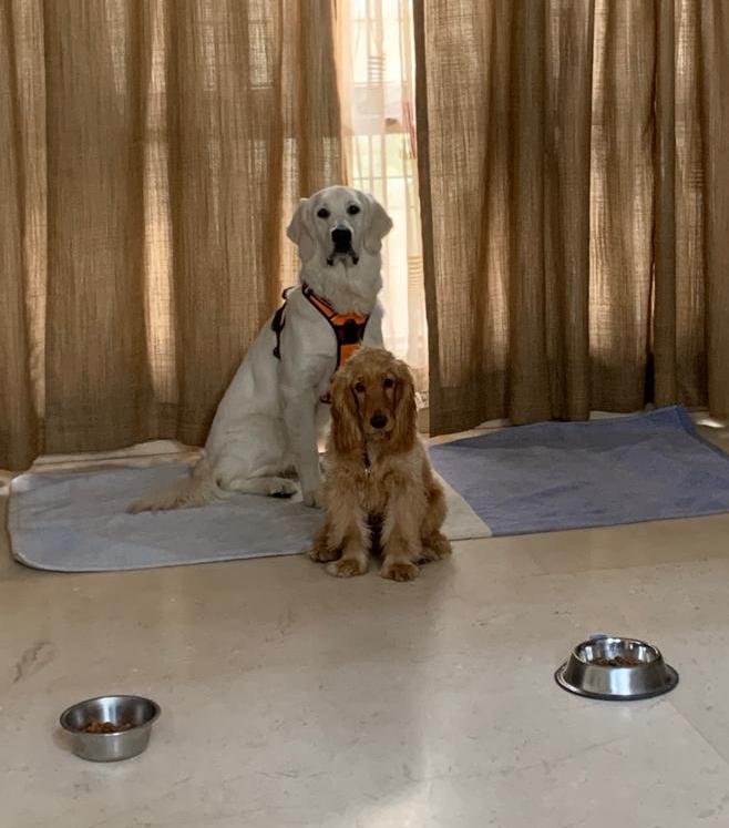 DogsIndia.com - Golden Retriever - Chiming Bells