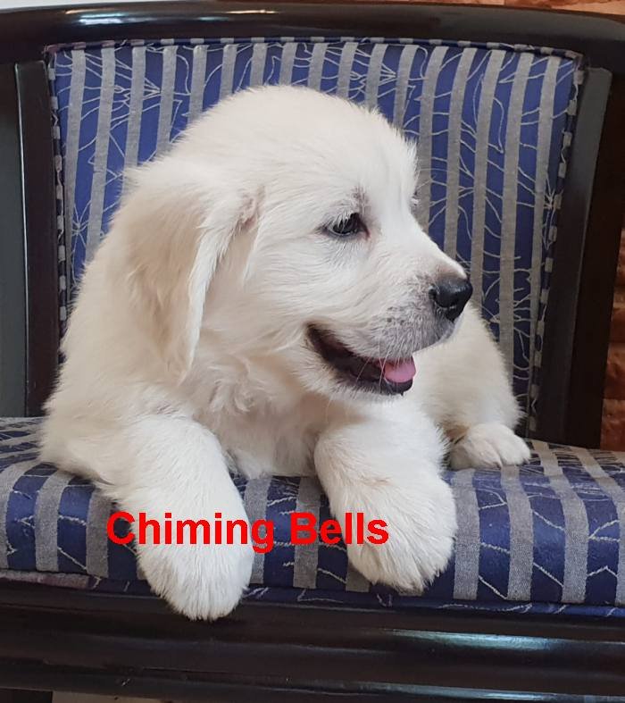 DogsIndia.com - Golden Retriever - Chiming Bells