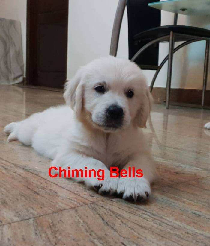 DogsIndia.com - Golden Retriever - Chiming Bells
