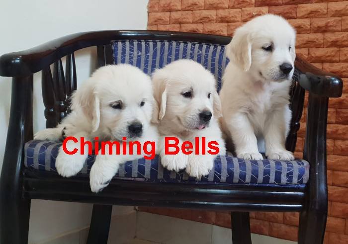 DogsIndia.com - Golden Retriever - Chiming Bells