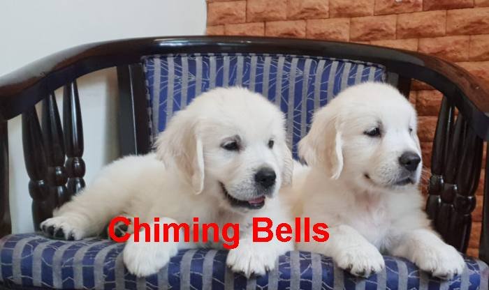 DogsIndia.com - Golden Retriever - Chiming Bells