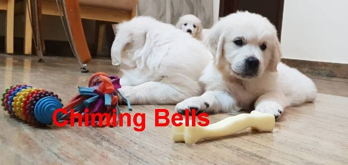 DogsIndia.com - Golden Retriever - Chiming Bells