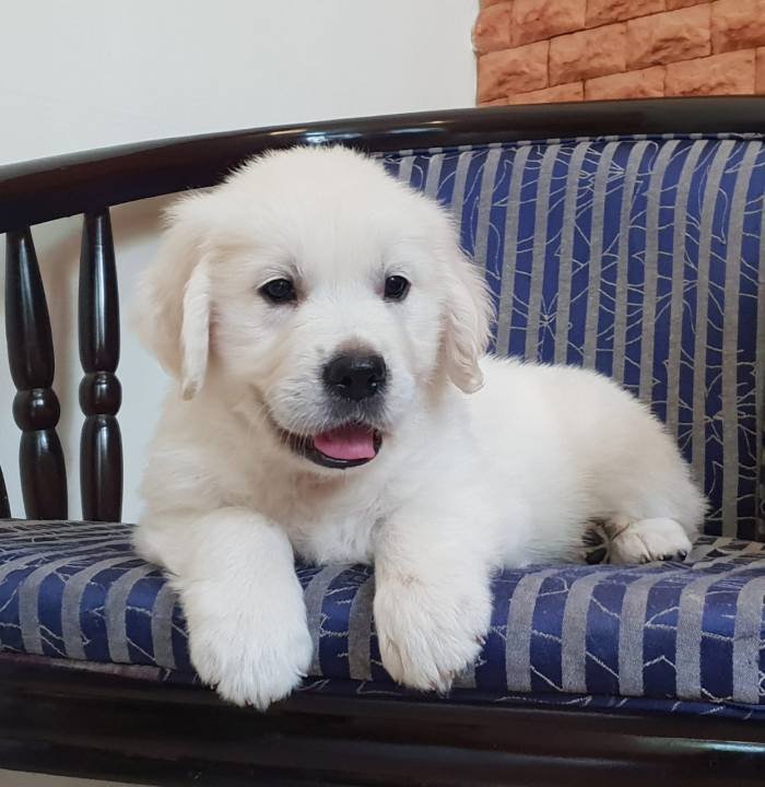 DogsIndia.com - Golden Retriever - Chiming Bells