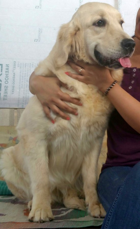 DogsIndia.com - Golden Retriever - Chiming Bells