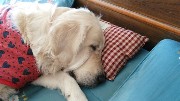 DogsIndia.com - Golden Retriever - Chiming Bells