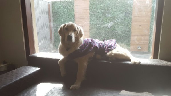 DogsIndia.com - Golden Retriever - Chiming Bells