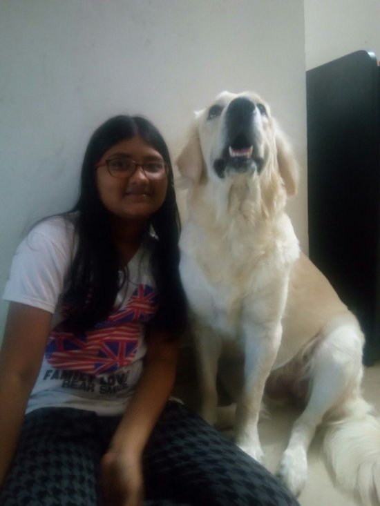 DogsIndia.com - Golden Retriever - Chiming Bells