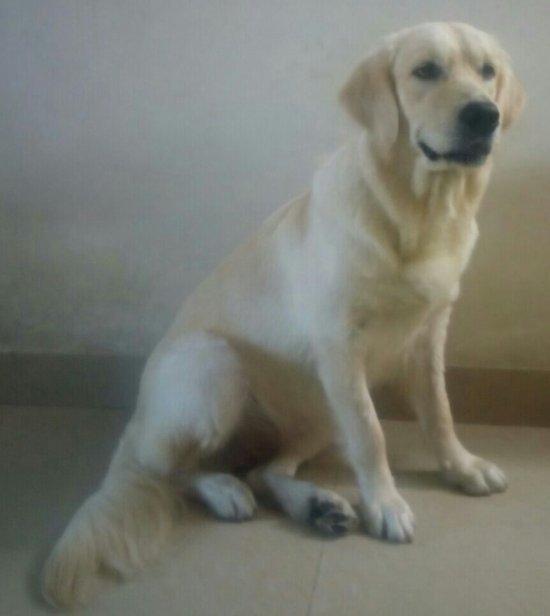 DogsIndia.com - Golden Retriever - Chiming Bells