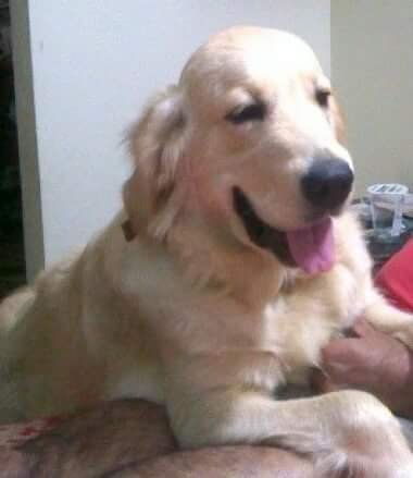 DogsIndia.com - Golden Retriever - Chiming Bells