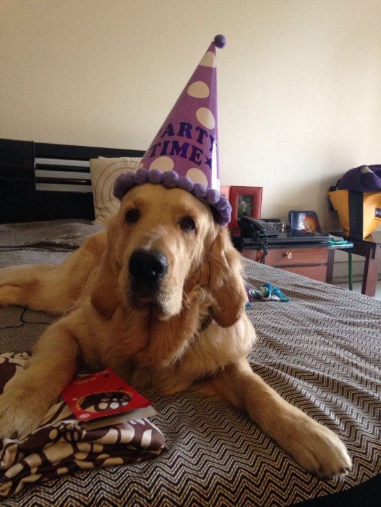 DogsIndia.com - Golden Retriever - Chiming Bells