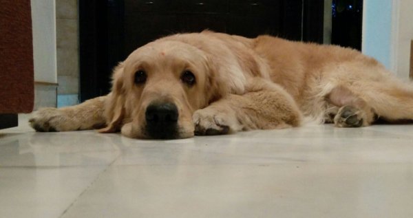 DogsIndia.com - Golden Retriever - Chiming Bells