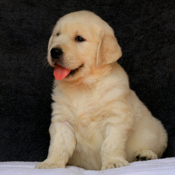 DogsIndia.com - Golden Retriever - Chiming Bells