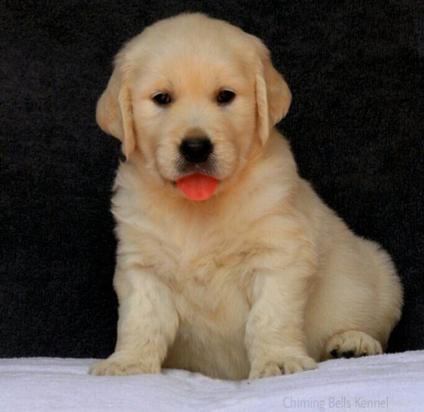 DogsIndia.com - Golden Retriever - Chiming Bells