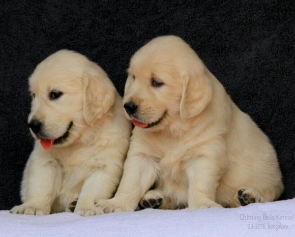 DogsIndia.com - Golden Retriever - Chiming Bells