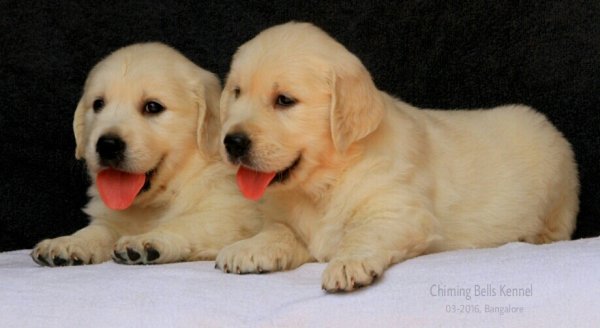 DogsIndia.com - Golden Retriever - Chiming Bells