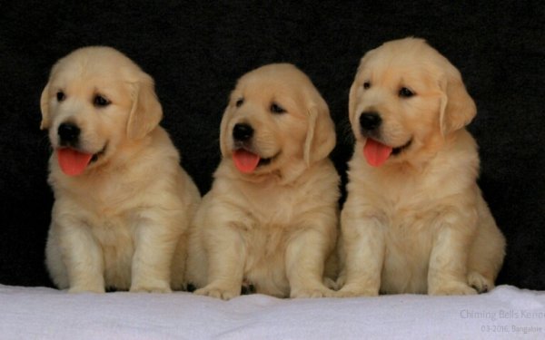 DogsIndia.com - Golden Retriever - Chiming Bells