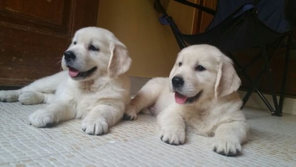 DogsIndia.com - Golden Retriever - Chiming Bells Kennel