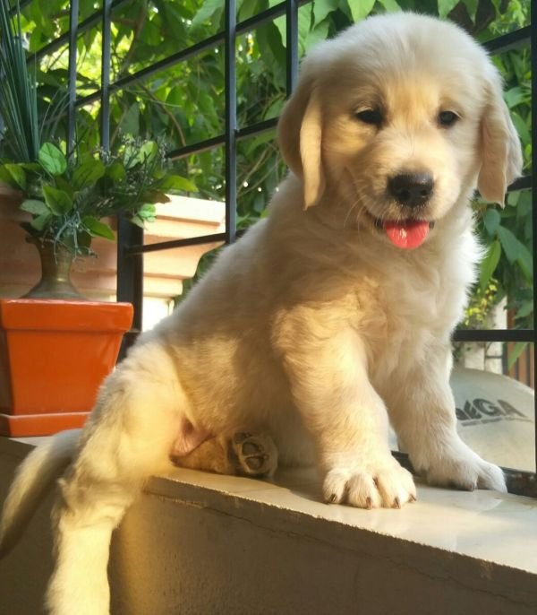 DogsIndia.com - Golden Retriever - Chiming Bells Kennel